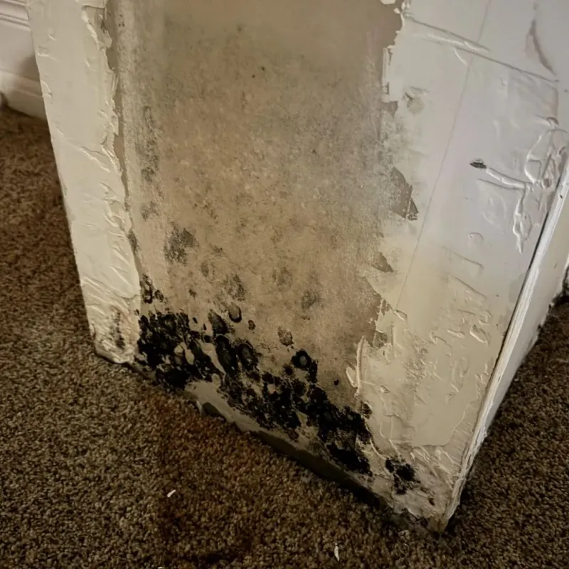 Professional Mold Removal in Four Corners, FL